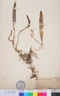 Specimen thumbnail